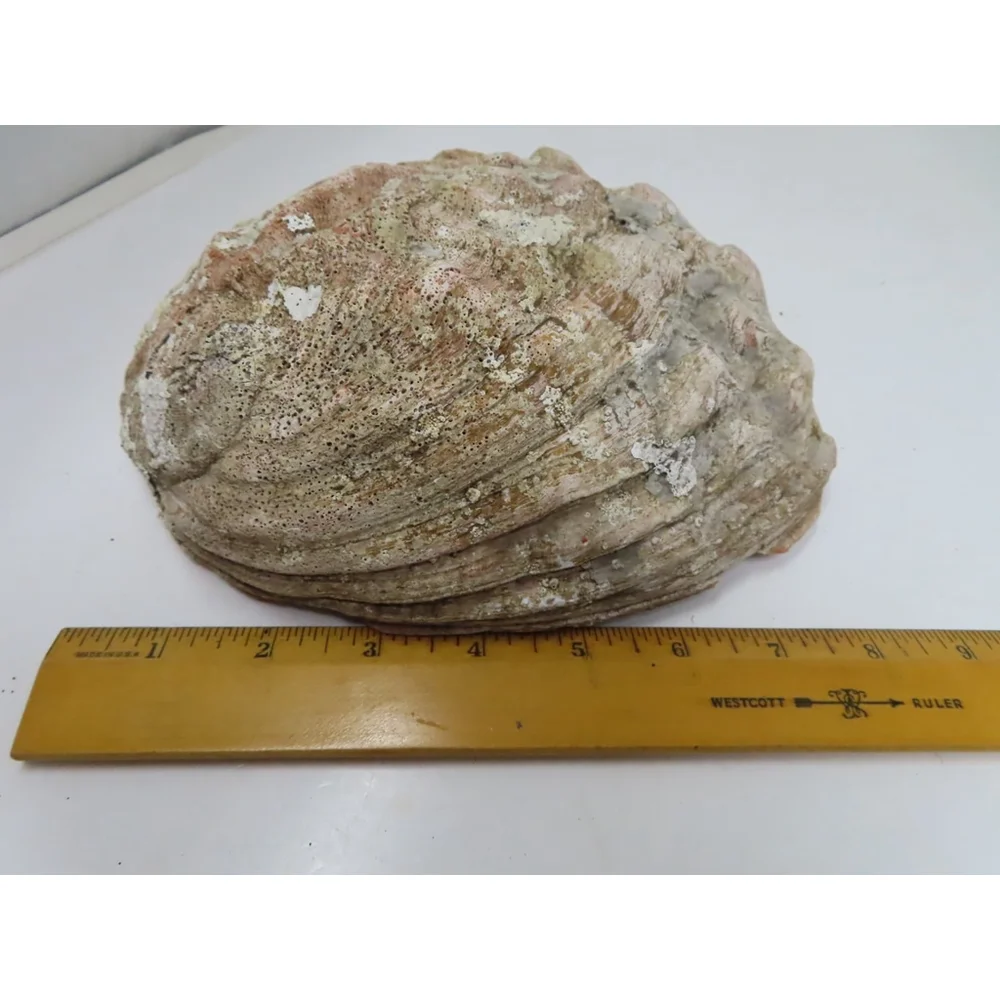 Large Pacific Abalone Shell Mother of Pearl 7.75